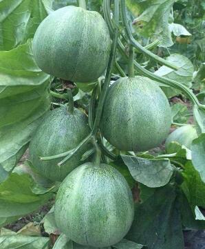 镇平哪有卖绿宝甜瓜苗,邓州嫁接羊角蜜甜瓜苗厂2026