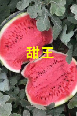 丰县育美都西瓜苗厂,沛县嫁接甜王西瓜苗基地2026